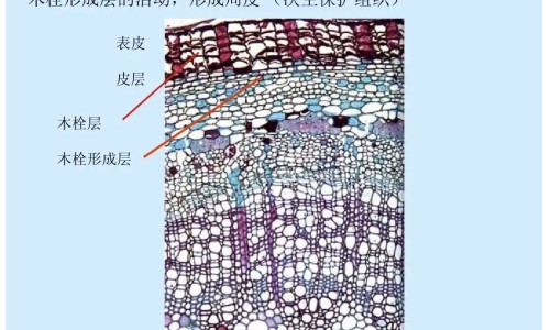 胃溃疡老人吃什么食物好网 | 胃溃疡老年人吃什么好,老人胃溃疡吃什么养胃